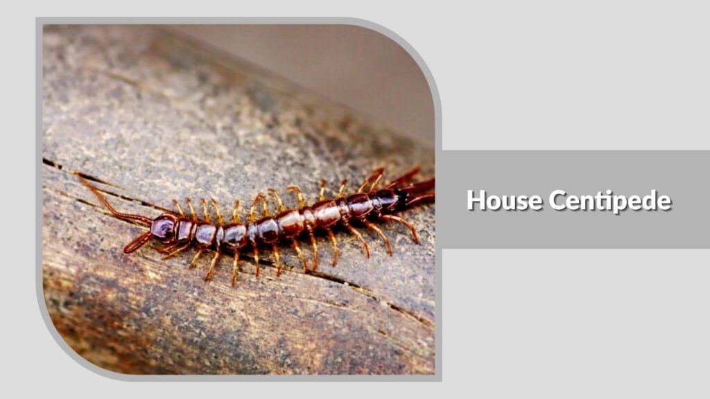 House Centipede