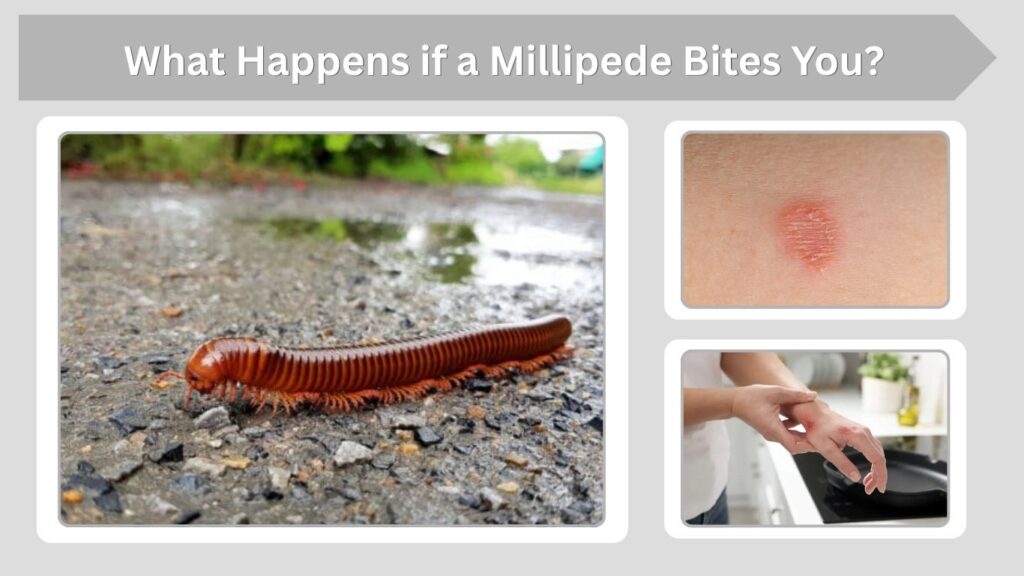What Happens if a Millipede Bites You?