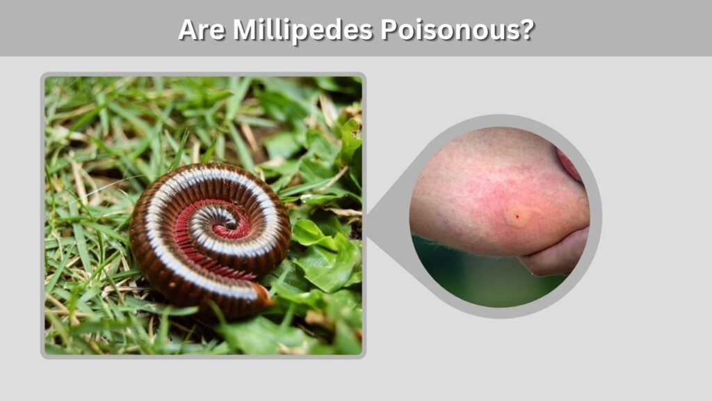 Are Millipedes Poisonous?