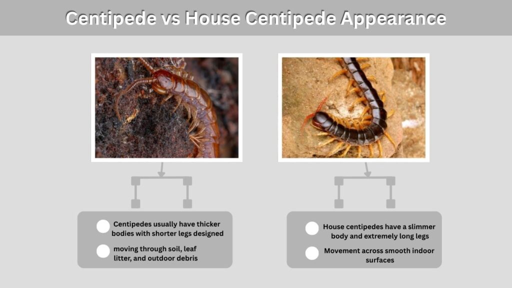 Centipede vs House Centipede Appearance