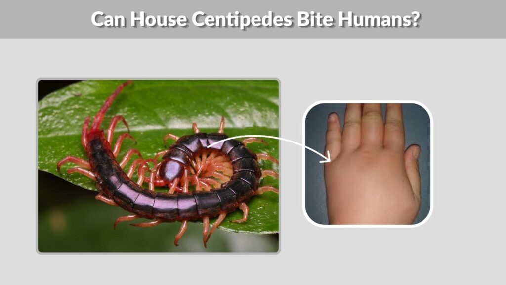 Can House Centipedes Bite Humans?