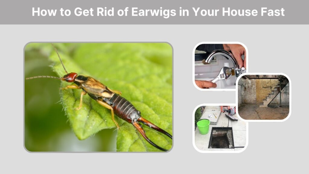 How to Get Rid of Earwigs in Your House Fast