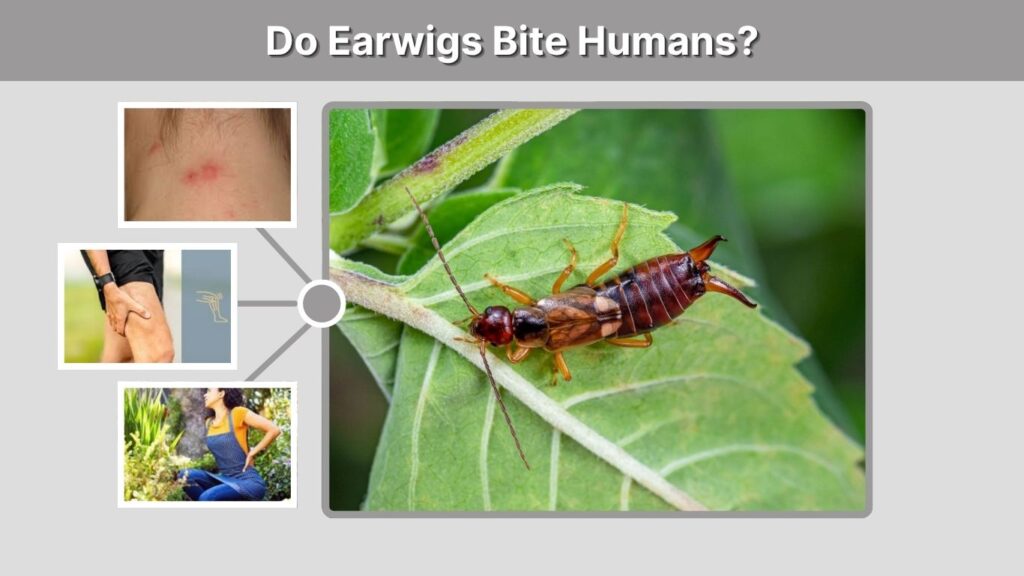 Do Earwigs Bite Humans?