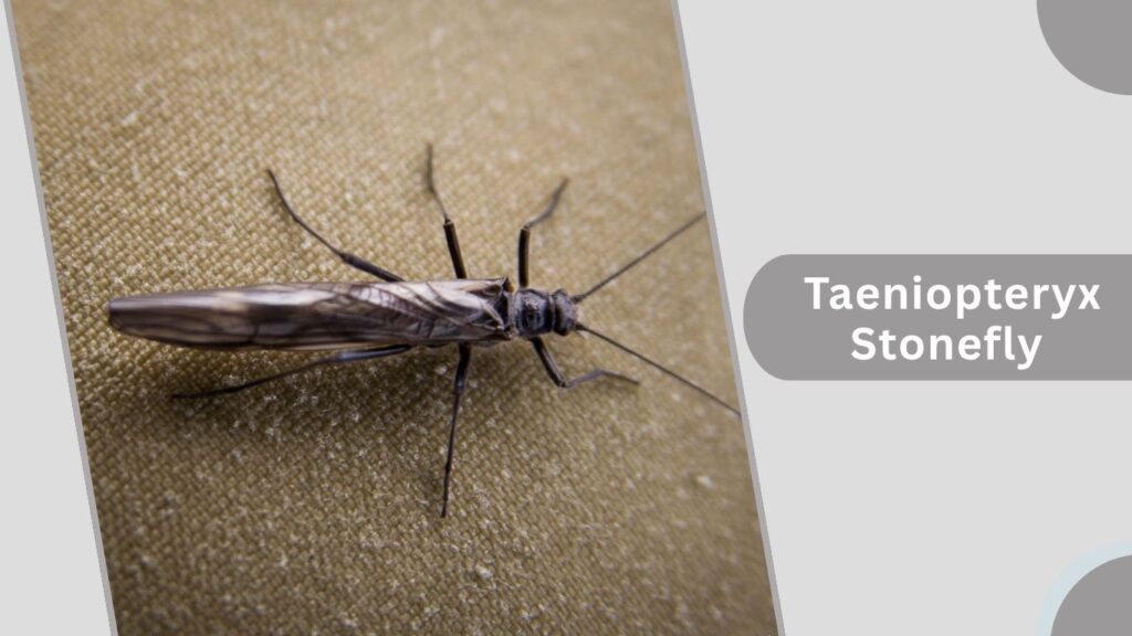 Taeniopteryx Stonefly