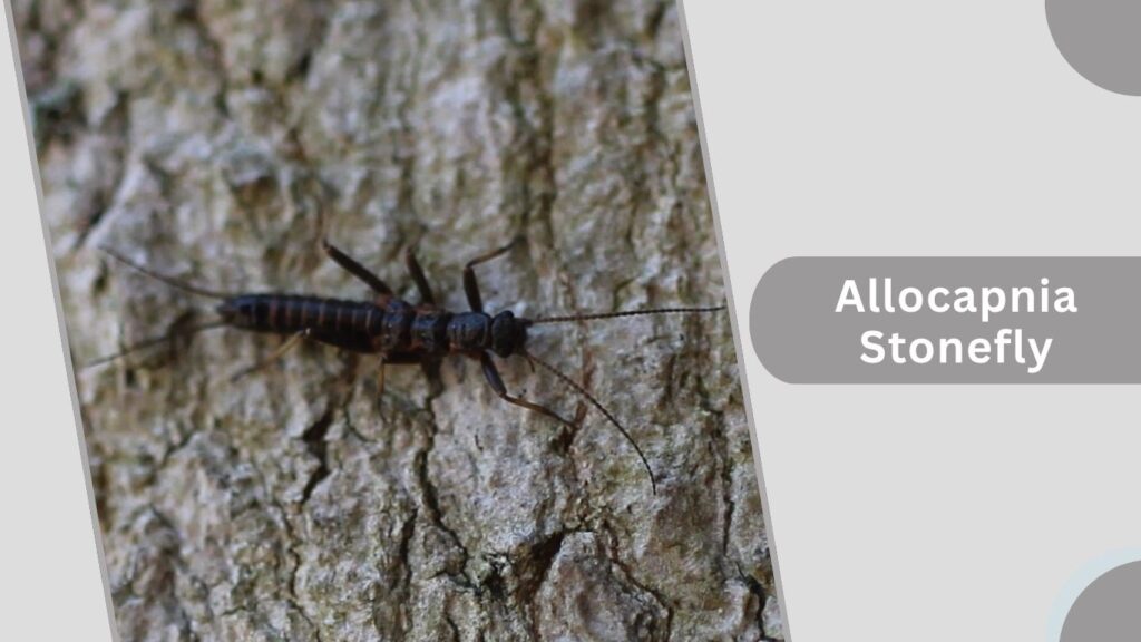  Allocapnia Stonefly