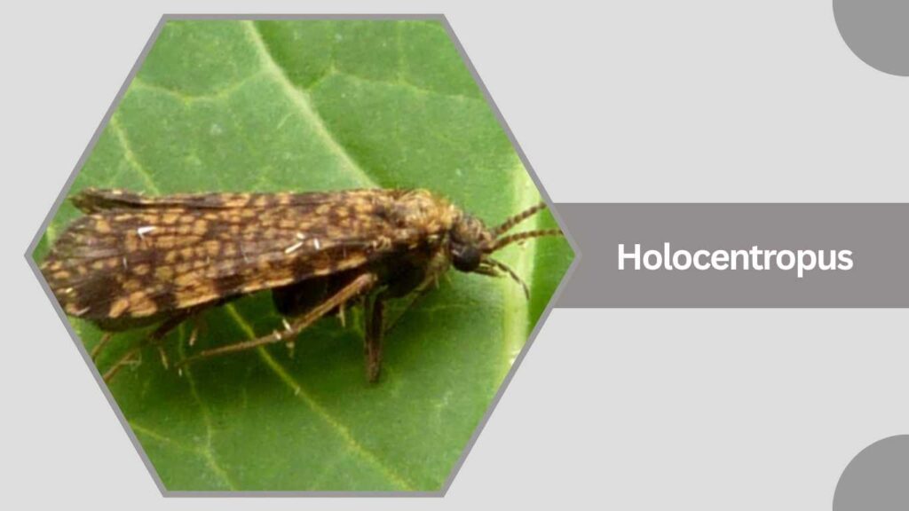 Holocentropus