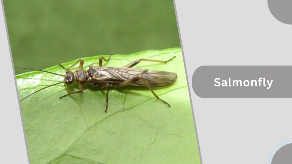 Leuctra Stonefly