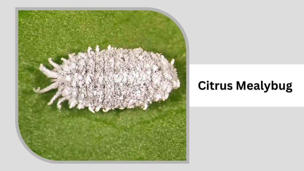 Citrus Mealybug