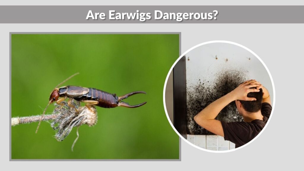 Are Earwigs Dangerous?