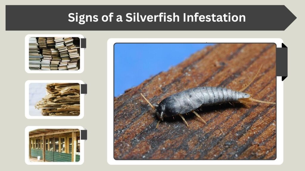Signs of a Silverfish Infestation