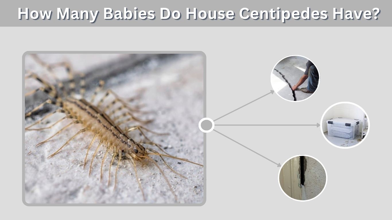 Baby House Centipedes: Identification and Removal Guide