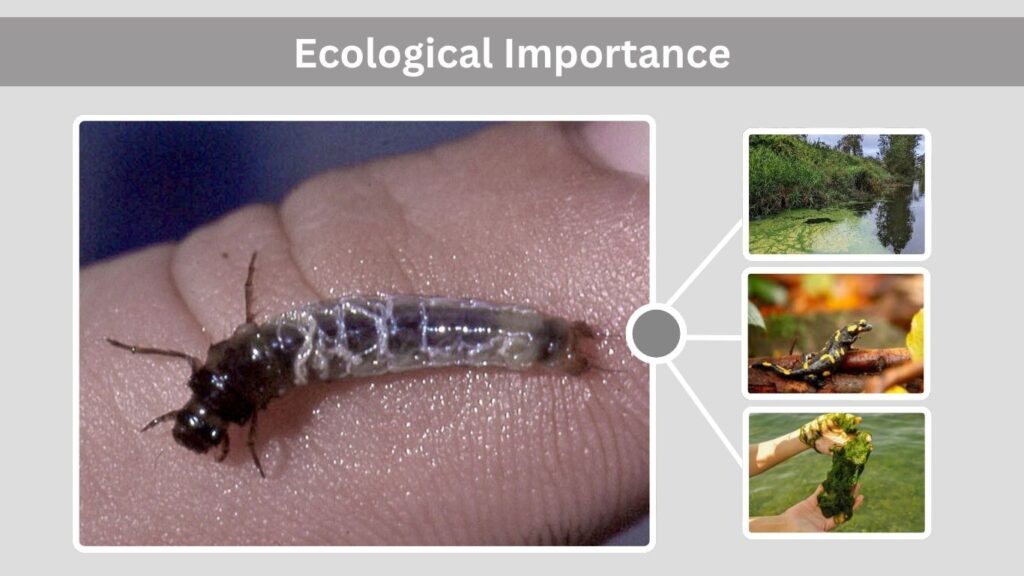 Ecological Importance