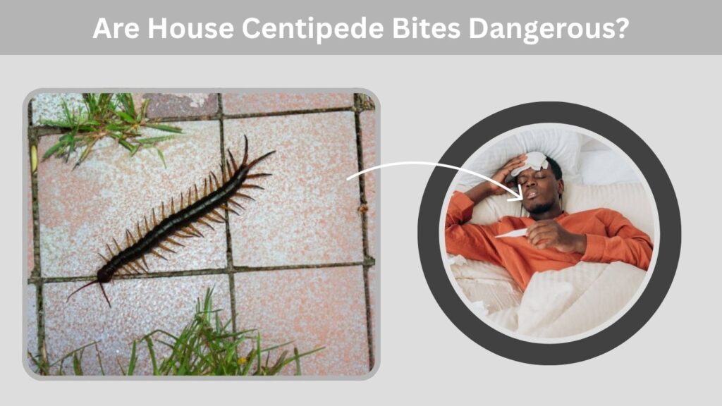 Are House Centipede Bites Dangerous?