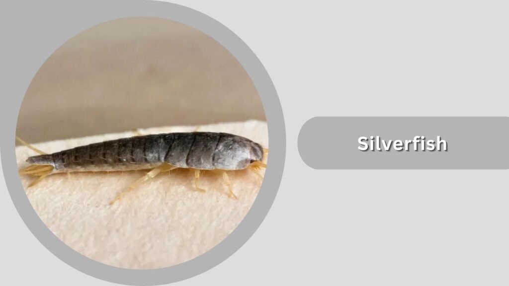Silverfish