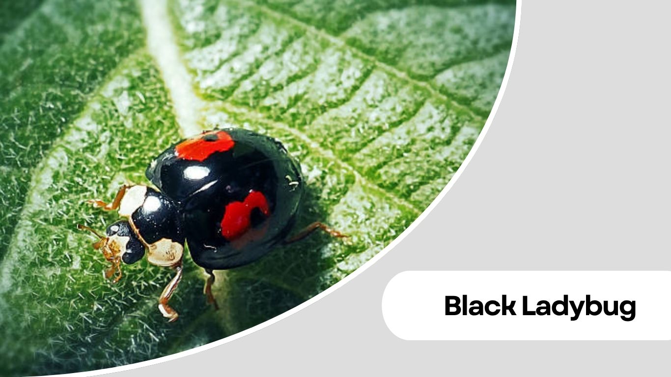 Small Round Insects 16 Types of Small Black Round Insects Identification Guide