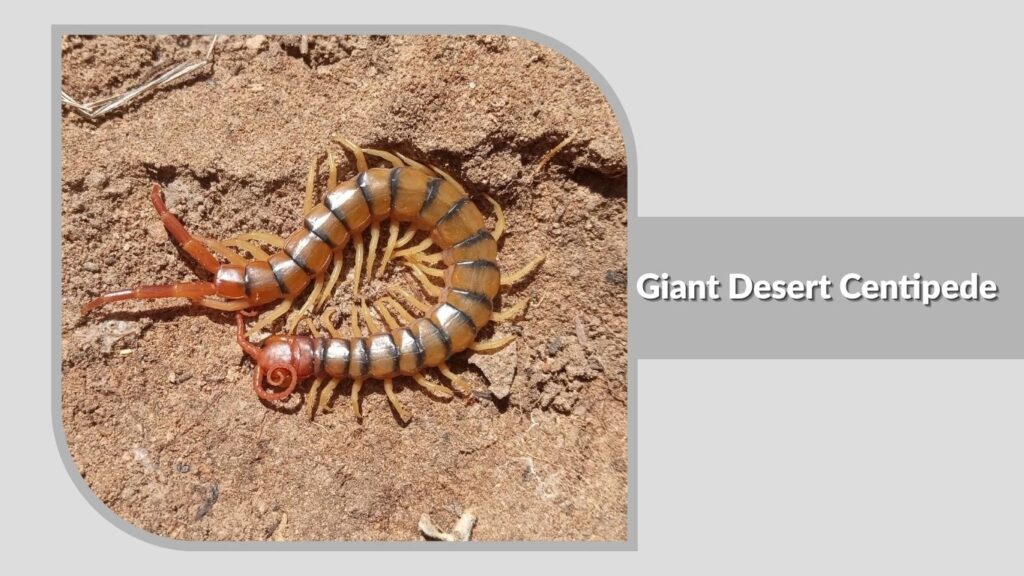 Giant Desert Centipede