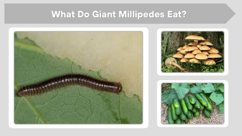 What Do Giant Millipedes Eat?