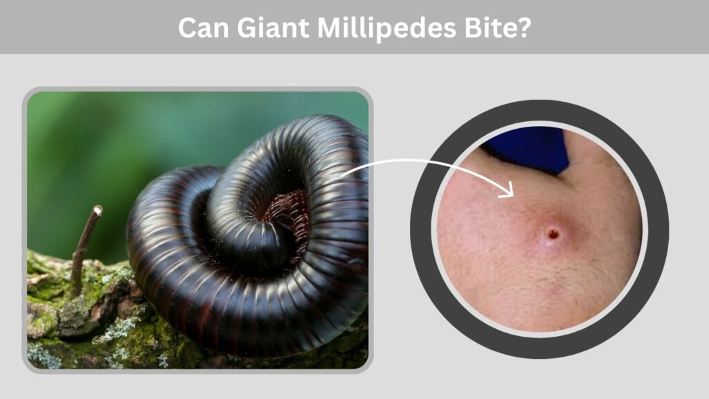 Can Giant Millipedes Bite?