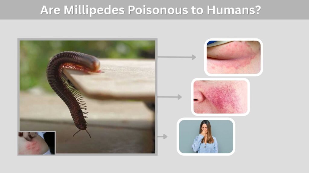 Are Millipedes Poisonous to Humans?