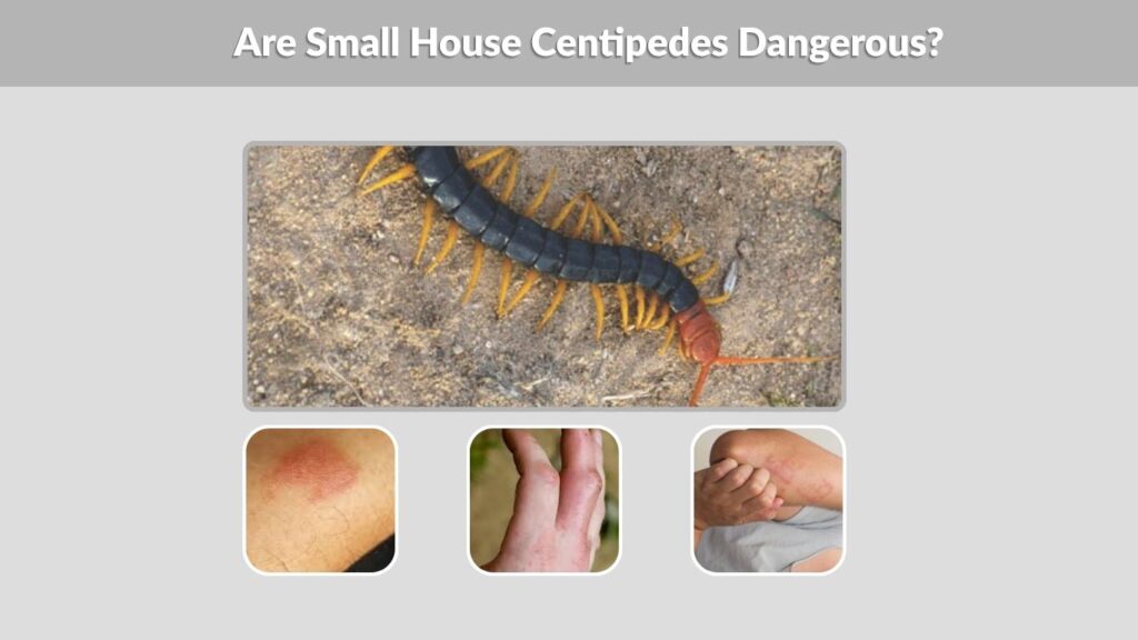 Are Small House Centipedes Dangerous?