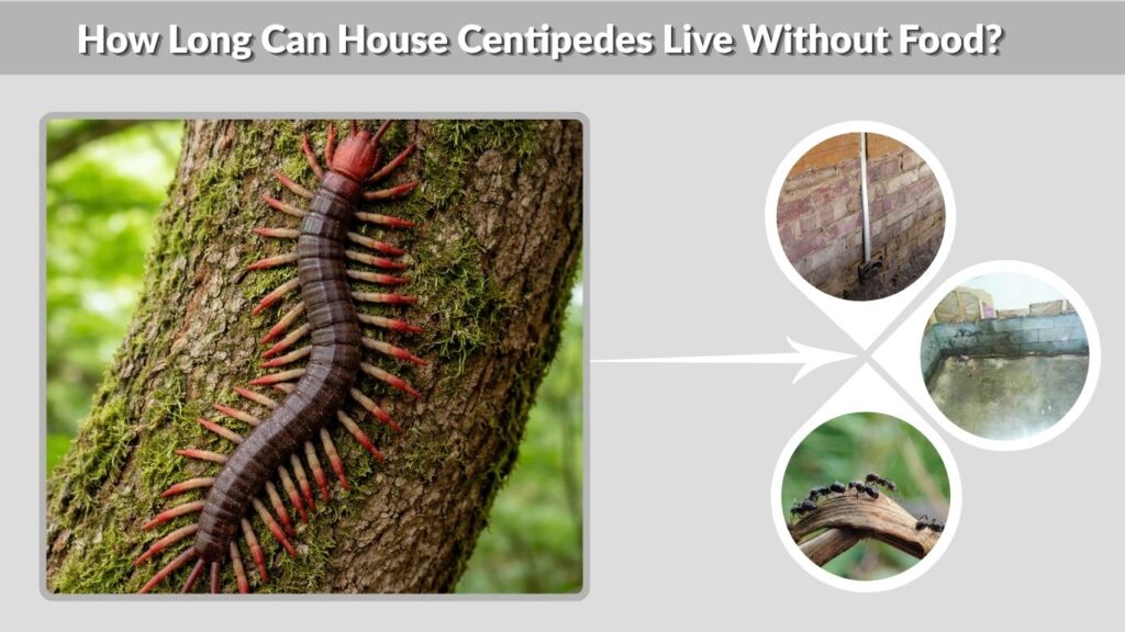 How Long Can House Centipedes Live Without Food?
