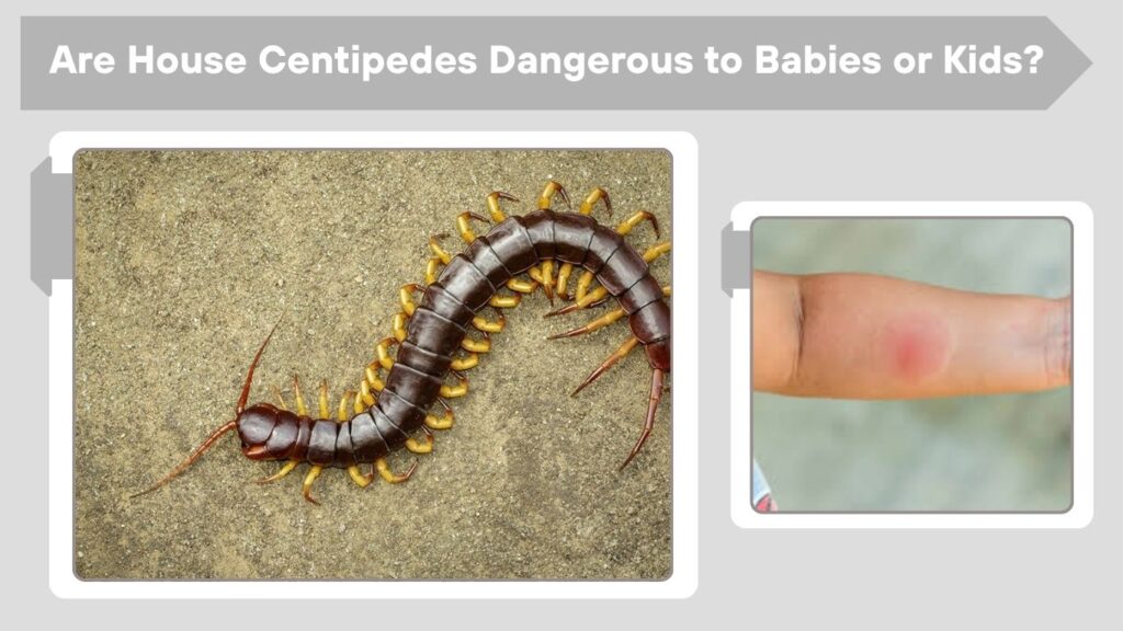 Are House Centipedes Dangerous to Babies or Kids?