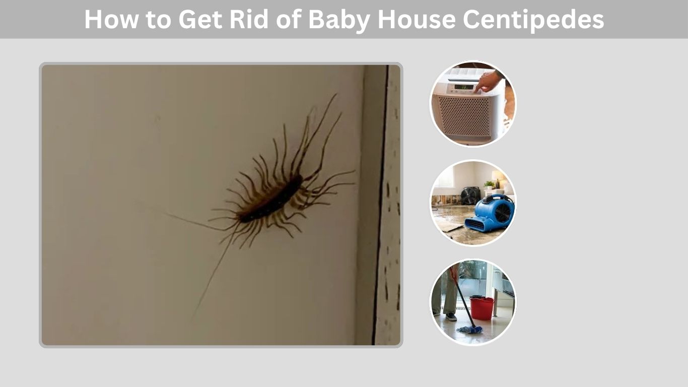 Baby House Centipedes: Identification and Removal Guide