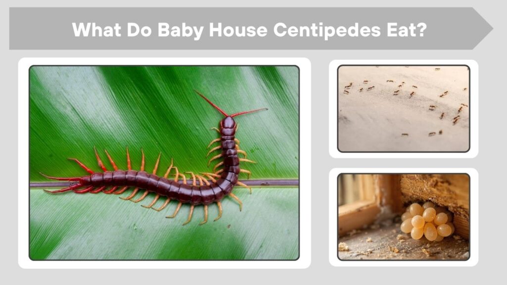 What Do Baby House Centipedes Eat?