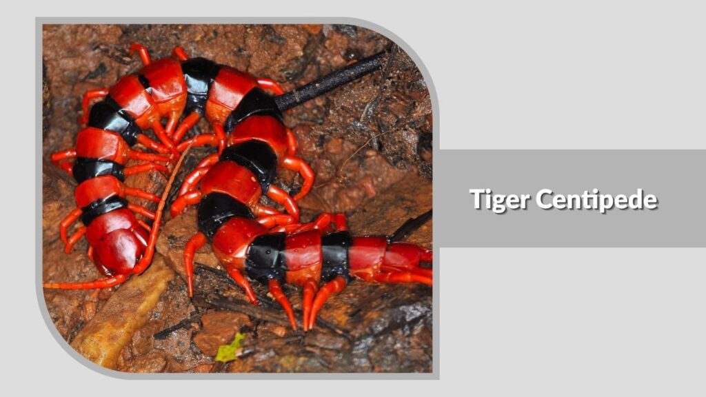 Tiger Centipede
