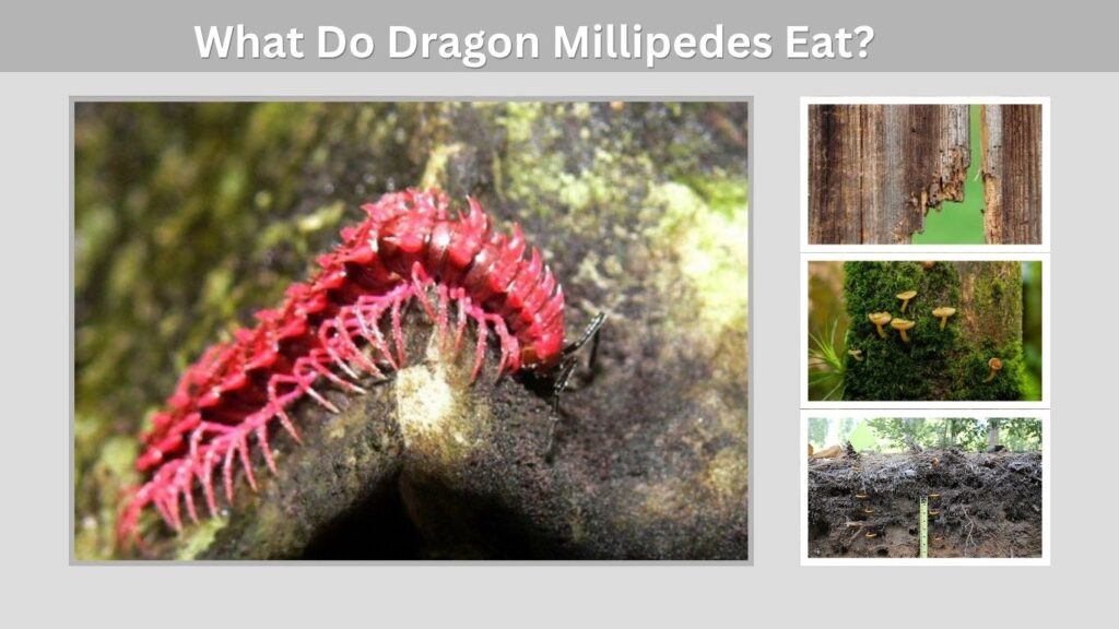 What Do Dragon Millipedes Eat?
