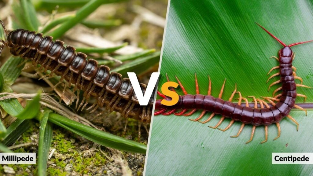 Millipede vs Centipede Bites