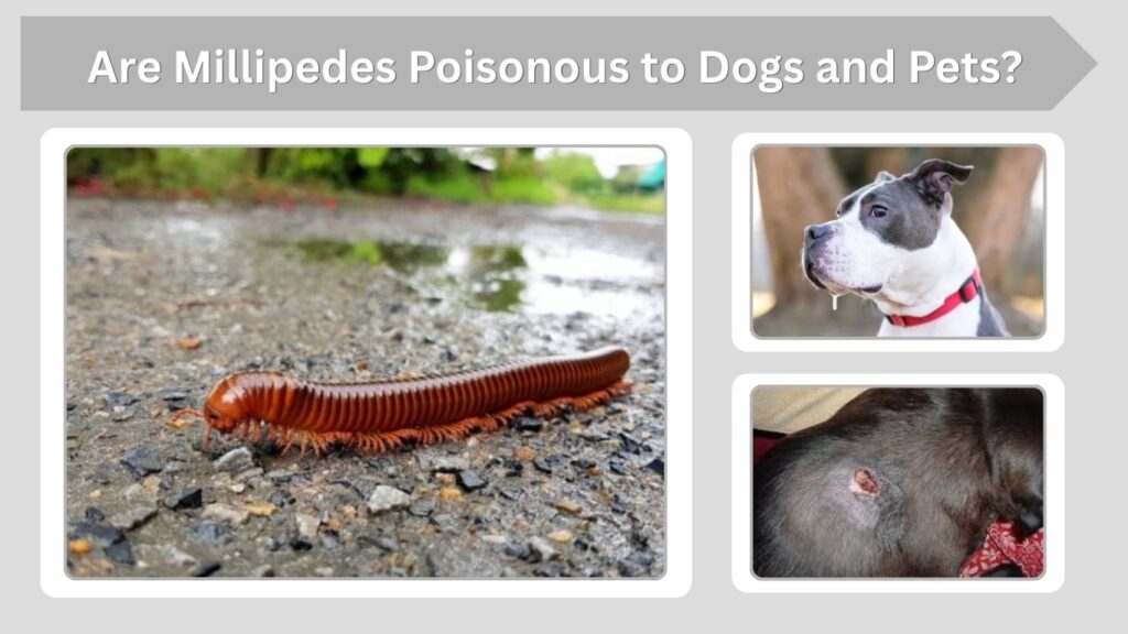Are Millipedes Poisonous to Dogs and Pets?