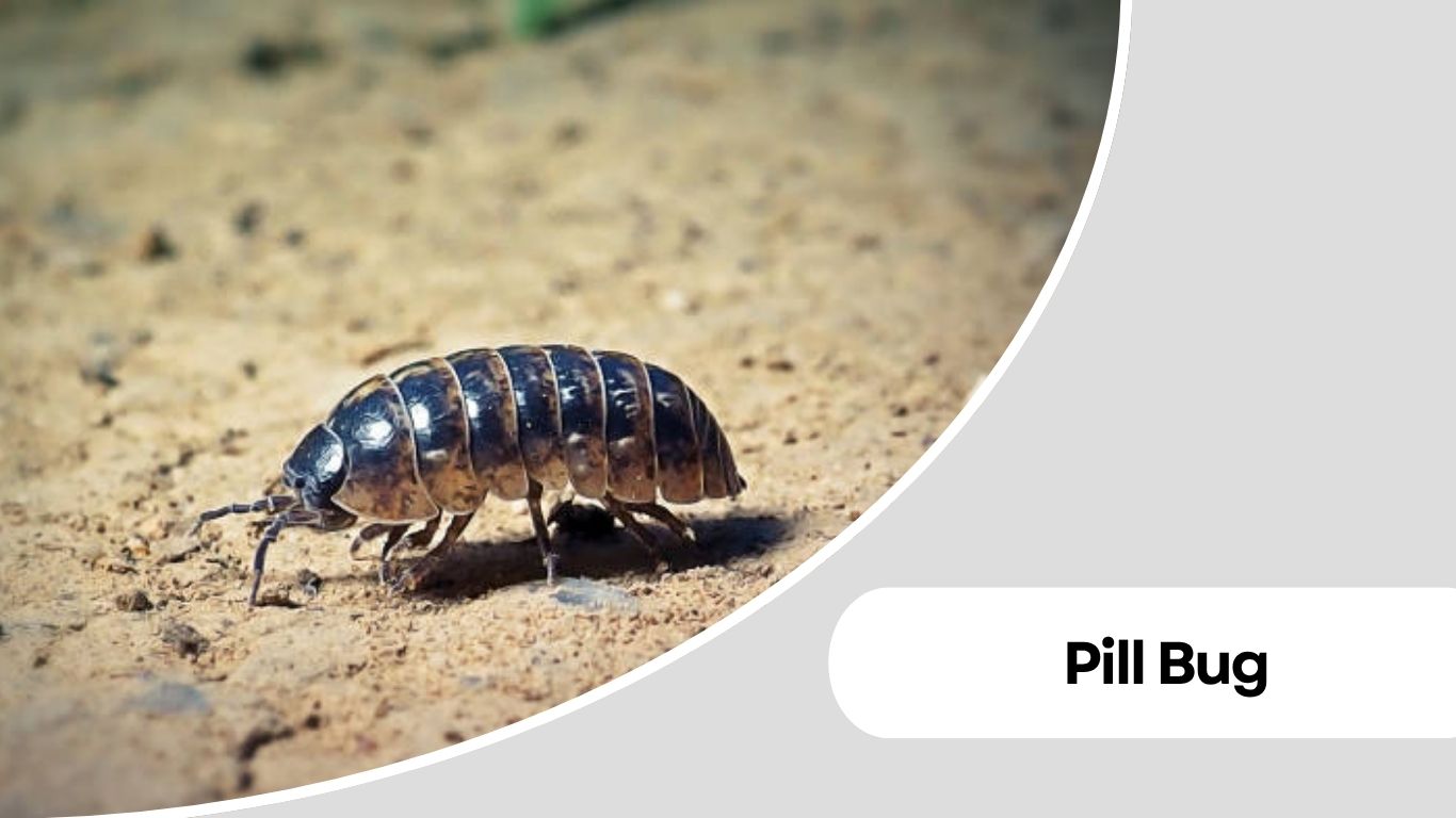 16 Types of Small Black Round Insects Identification Guide