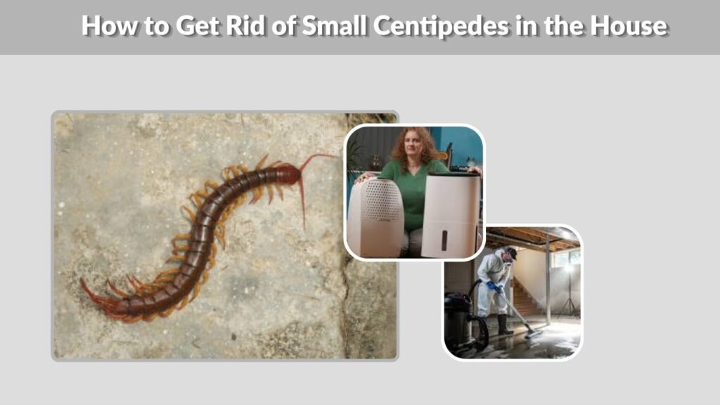 How to Get Rid of Small Centipedes in the House