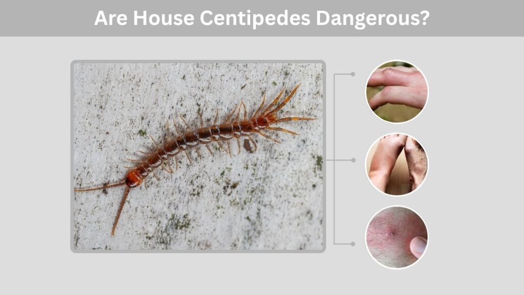 Are House Centipedes Dangerous?