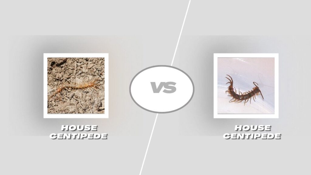 House Centipede Bite vs Other Insect Bites