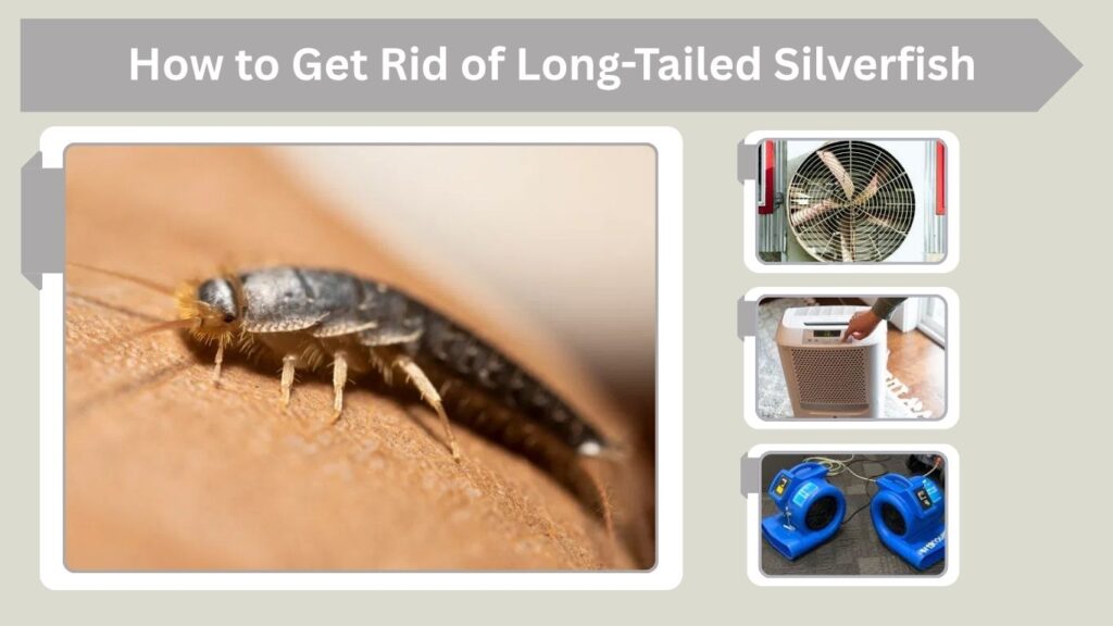 How to Get Rid of Long-Tailed Silverfish
