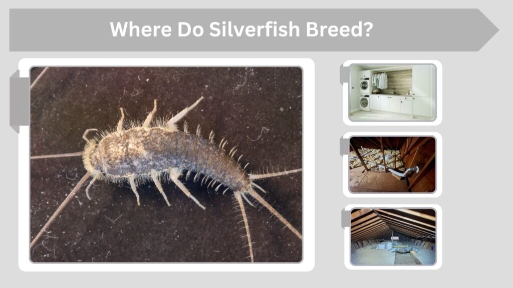 What Attracts Silverfish to Homes?