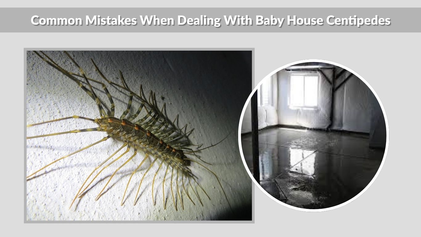 Baby House Centipedes: Identification and Removal Guide