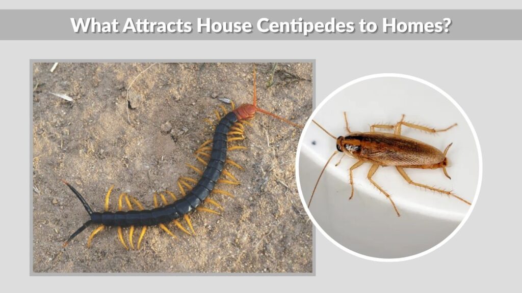 What Do House Centipedes Eat 