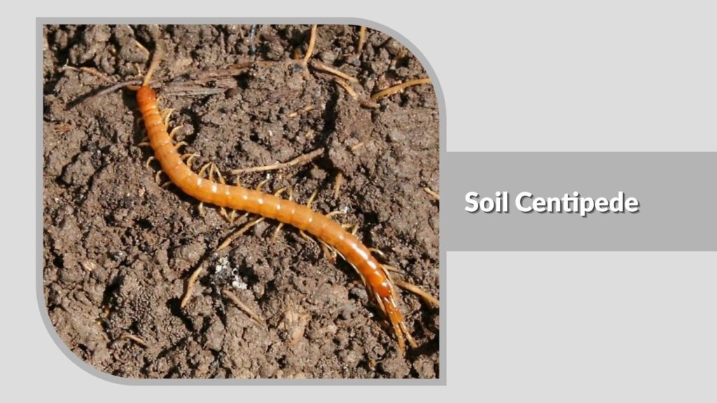 Soil Centipede