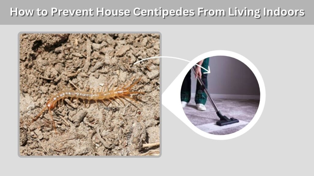 How to Prevent House Centipedes From Living Indoors