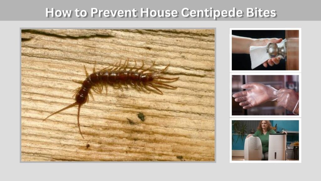 How to Prevent House Centipede Bites