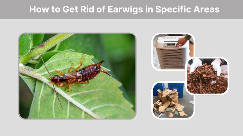 How to Get Rid of Earwigs in Specific Areas