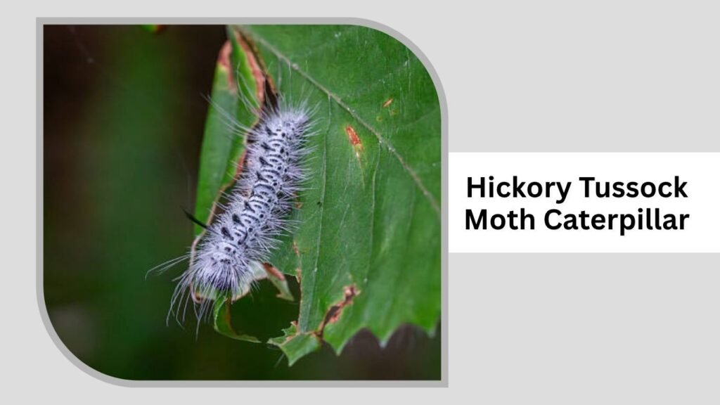 Hickory Tussock Moth Caterpillar