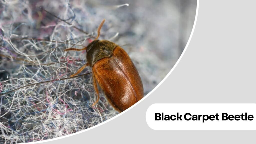 Flea Beetle