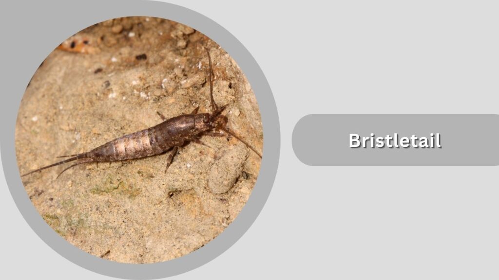Bristletail