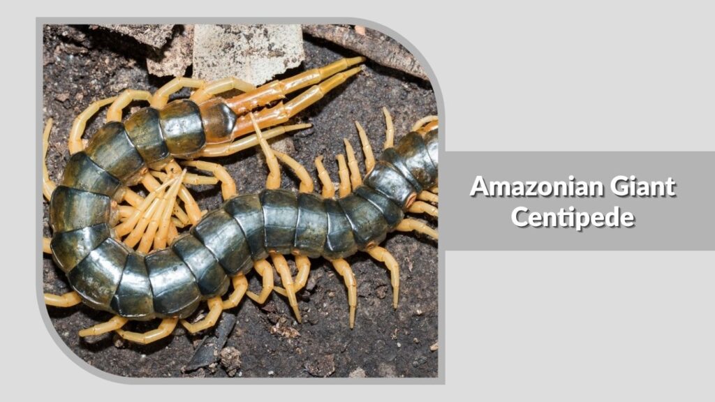 Amazonian Giant Centipede