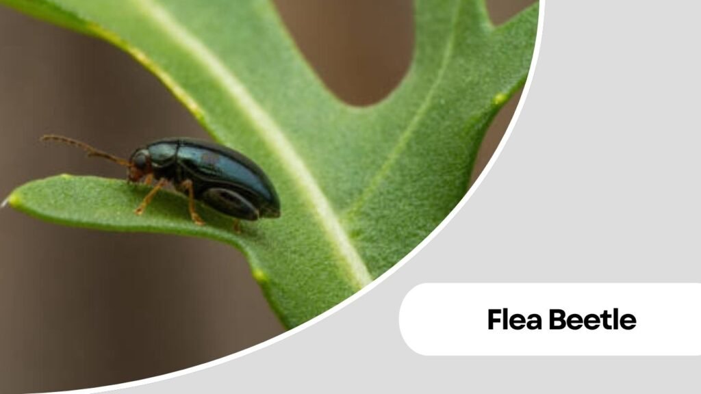Fungus Beetle