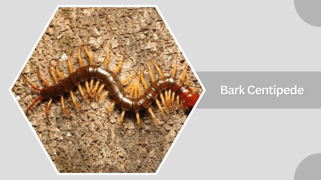 Bark Centipede